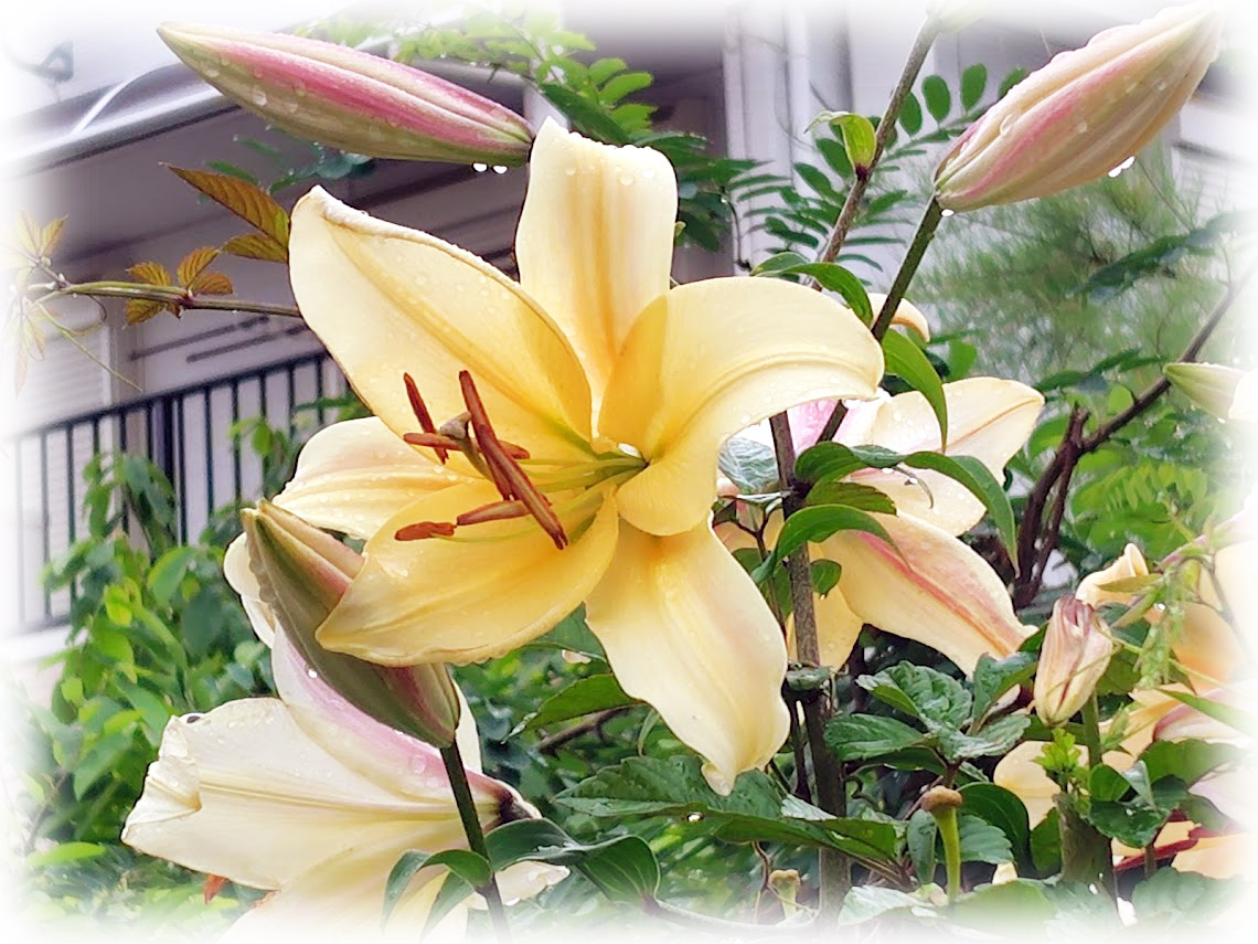 百合の花
