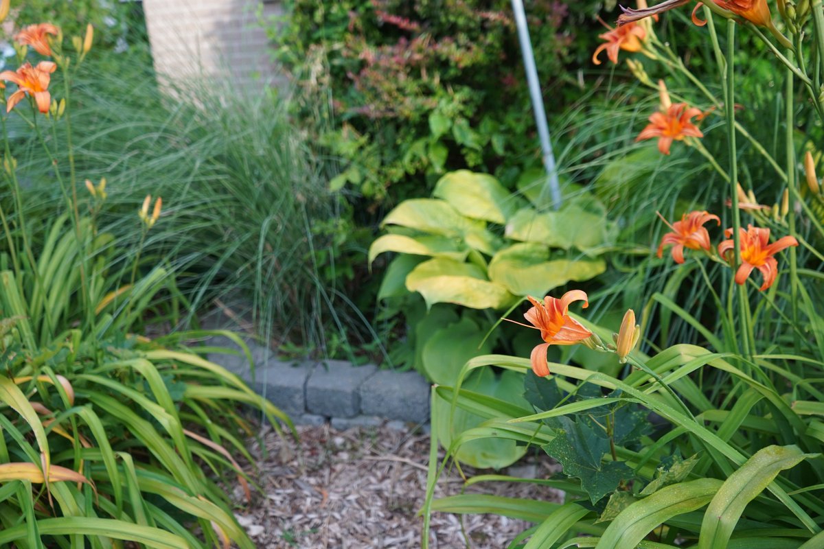 1in5kidz's tweet photo. #gardenersworld #gardens2026 #CanadaDayWeekend https://t.co/8lQRDkxFbV