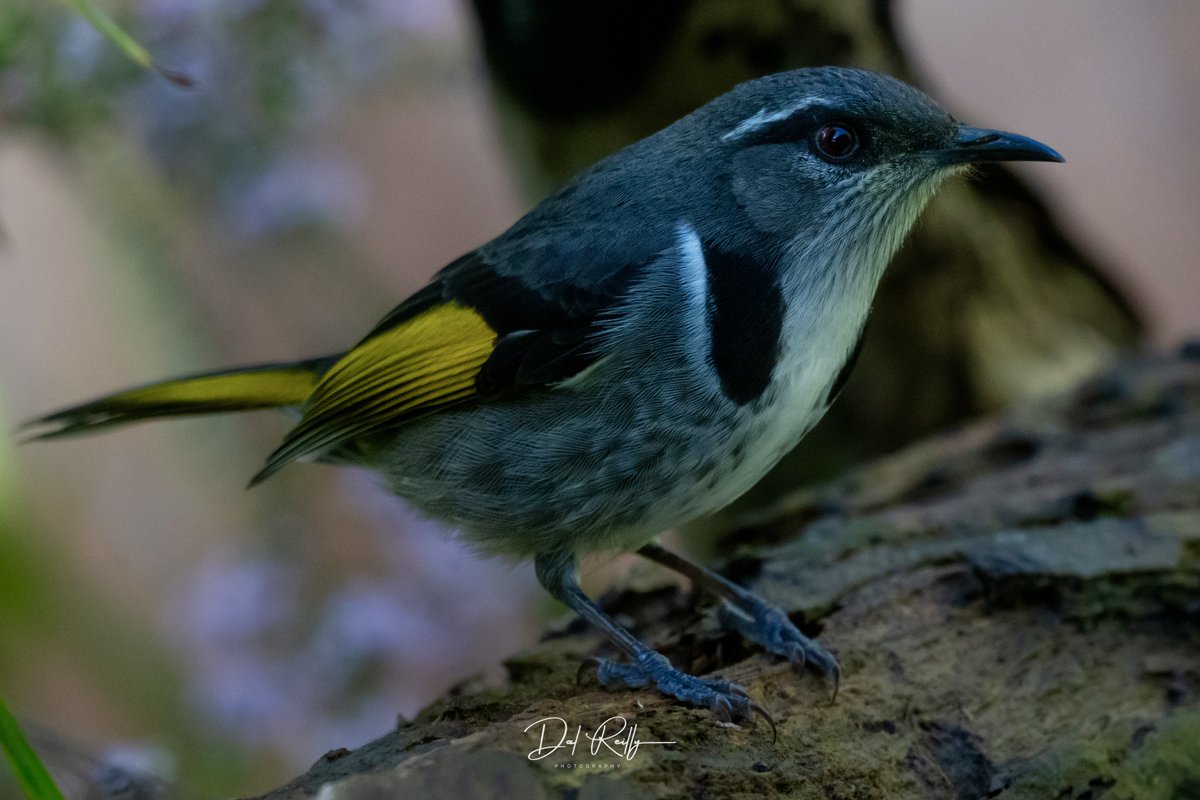 dallysbackyard's tweet photo. A male Crescent Honeyeater.. #aussiebirds #Gippsland #abcaustralia #abcmyphoto #abcinmelbourne #visitgippsland #latrobevalley
#getbacktogippsland #ausgeo #visitlatrobecity #exquisitepics20_australia #nikonz8 https://t.co/3jqkQKYgPA