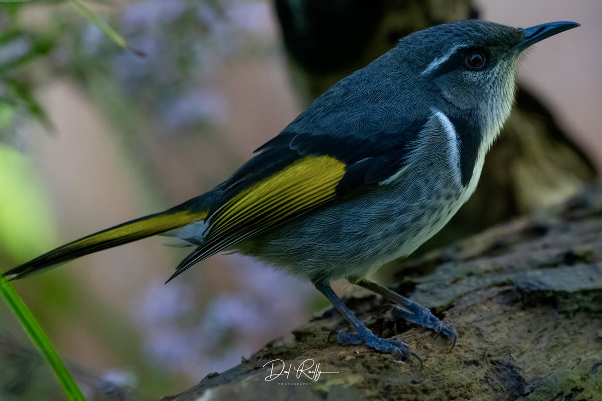 dallysbackyard's tweet photo. A male Crescent Honeyeater.. #aussiebirds #Gippsland #abcaustralia #abcmyphoto #abcinmelbourne #visitgippsland #latrobevalley
#getbacktogippsland #ausgeo #visitlatrobecity #exquisitepics20_australia #nikonz8 https://t.co/3jqkQKYgPA