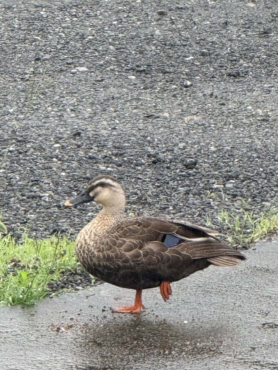おはよう〜 最近､日課のように朝には🦆カモさんが2羽でお散歩… なんか