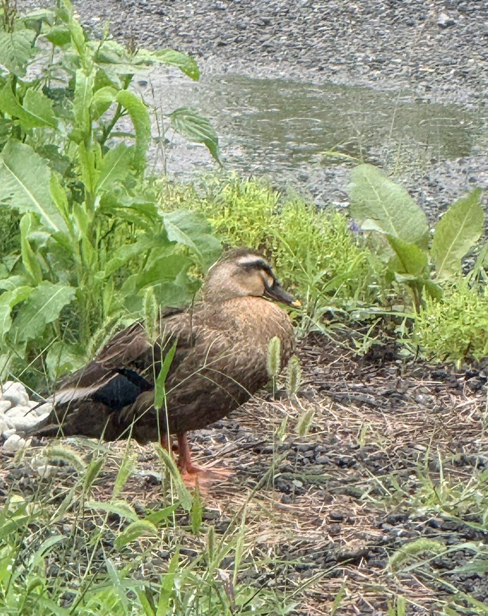 おはよう〜 最近､日課のように朝には🦆カモさんが2羽でお散歩… なんか