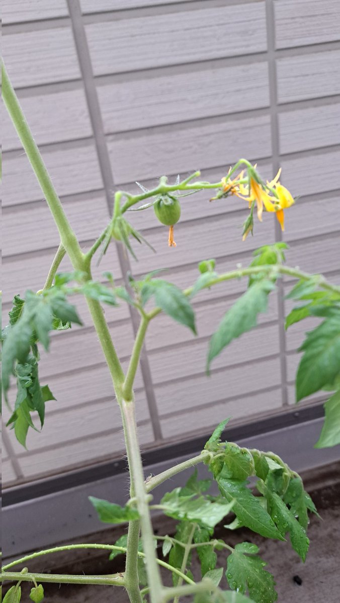 between2_3's tweet photo. 育てているミニトマトに小さな実がなった！🍅 https://t.co/xRbNFwz3fq