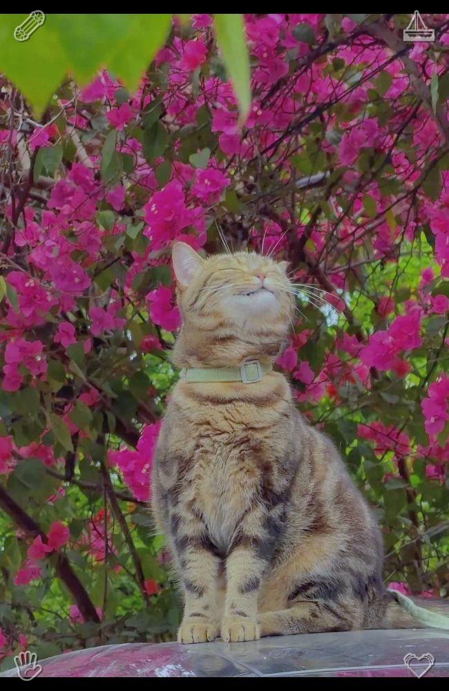 _alyshaM's tweet photo. 小猫用稚嫩的小爪子认真地洗脸，模样既呆萌又可爱。这种平凡的日常充满了童趣与治愈感。🧚生产人员：经验、知识、追求进步！ https://t.co/4jiSqH3auY