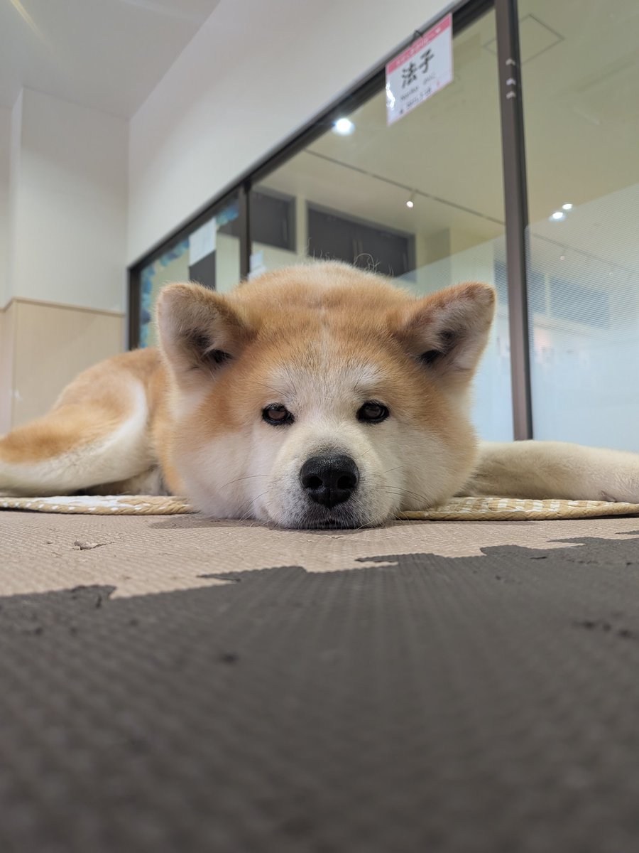 odate_akitainu's tweet photo. 本日7月2日(木)
午前の部(9:30~13:00)は、
赤毛の女の子｢のりピーちゃん｣(4歳)がお出迎え中です💕

come say hello to Noripy ！
F , 4y.o., gentle.

#きょうの秋田犬 #秋田犬の里 
#akitainu #akita https://t.co/330FH2rqUK