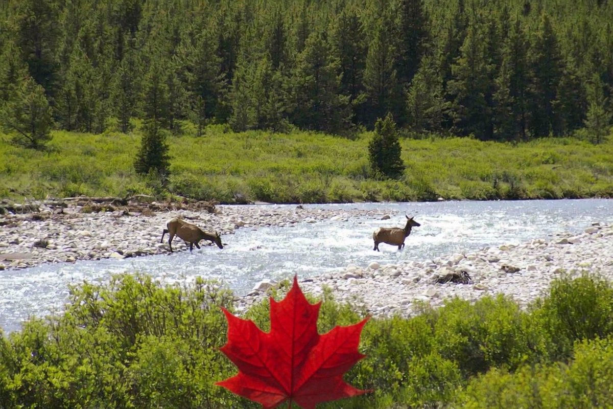 notesbyrob's tweet photo. Happy Canada Day to all people across beautiful Turtle Island. https://t.co/yxox3gCjUG