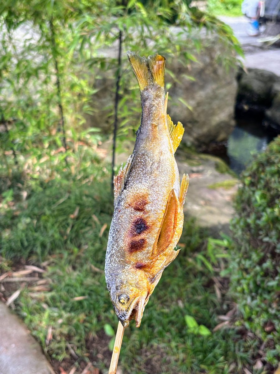 JourneyRun5137's tweet photo. 栃木の隠れた名所、那珂川町へのドライブ記をアップしました。アマゾン大水槽が見応え抜群の「なかがわ水遊園」と、店先から香ばしい煙が漂う老舗「林屋川魚店」へ。新しい発見に満ちた清流旅です👇
https://t.co/ulc1fmSn85
#那珂川町　#林屋川魚店　#なかがわ水遊園 https://t.co/406VuRPVp4