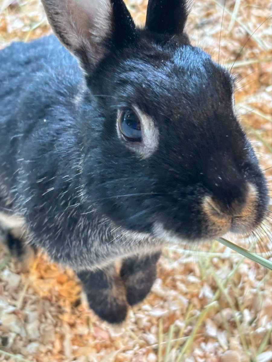 nametweeet's tweet photo. 霞ケ浦どうぶつとみんなのいえの室内エリアで最初に出会う「うさぎ」🐰
ペットとしても人気ですね💕

もふもふ＊モフモフかわいいうさぎに
ぜひ‼️会いに来てください💕
詳しくは
https://t.co/a9IYQH0vYG
#行方市
#霞ケ浦どうぶつとみんなのいえ
#うさぎ
#観光いばらき
#茨城県 https://t.co/bSfZvU3Rfu