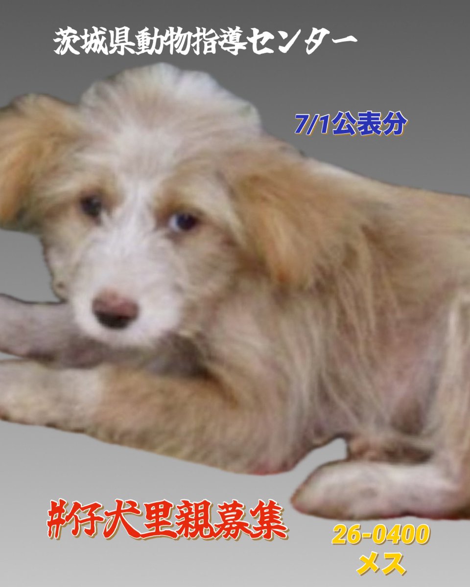 gollfe's tweet photo. #保護犬を家族に🙏🏻
🆘7/1茨城県動物指導センター 
🍀#仔犬里親募集
生後3~4ヶ月
悲しい顔してます
笑顔になれる里親様に繋がりますように🍀🙏🏻
家族として迎える選択をお願いします🙇🏼‍♀️
🍀譲渡希望者様へ
🔸センターから直接一般の方へのお渡しは無し
🔸登録ボランティア経由で譲渡を受けてください
🔹鉾田市冷水から保護
🔹 26-0400・メス・茶白
♦️仔犬収容情報
https://t.co/swMwfEwVxJ