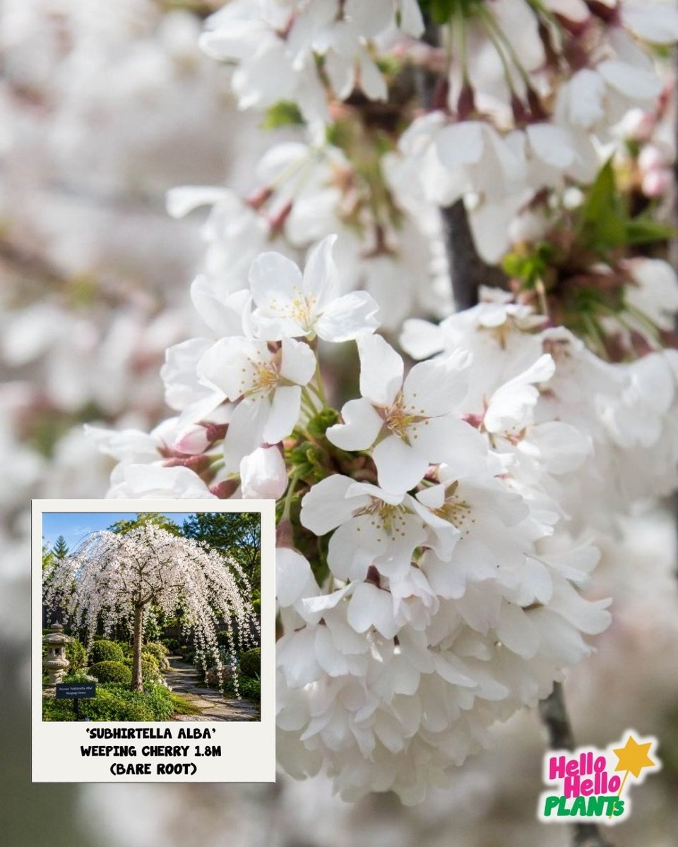 Hellohelloplant tweet picture