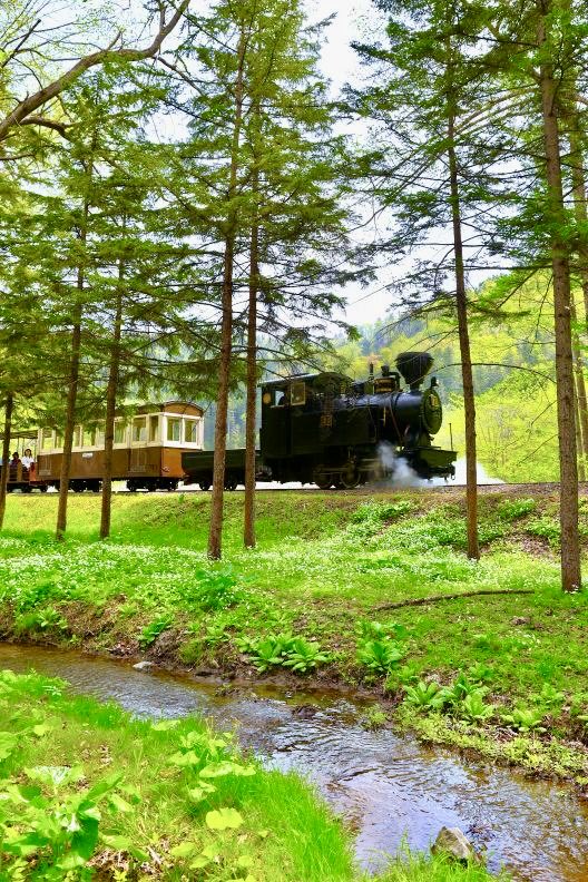 D51124's tweet photo. 北海道の丸瀬布、蒸気機関車「雨宮２１号」🚂が新緑🌿の中を走ります。
2026/5/16撮影📷
　　　　https://t.co/TpsR5zRNNB😊
#蒸気機関車 #丸瀬布 #雨宮21号 #森林鉄道 #遠軽町 #紋別郡 #北海道 https://t.co/b13knAPyAl