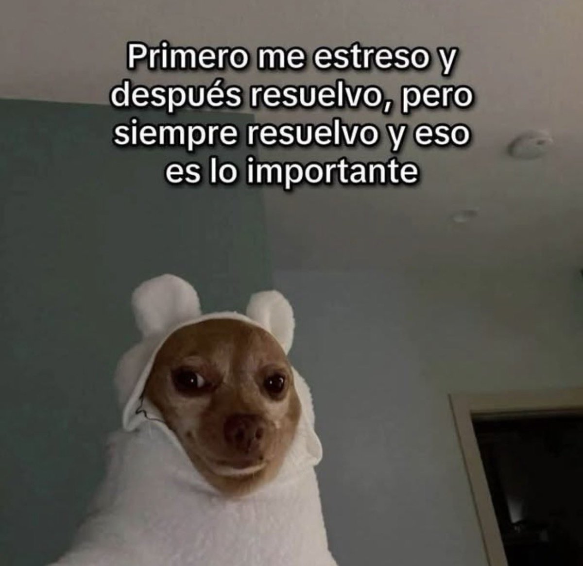 MundoDeBigotes's tweet photo. https://t.co/vTFrhCfXRh