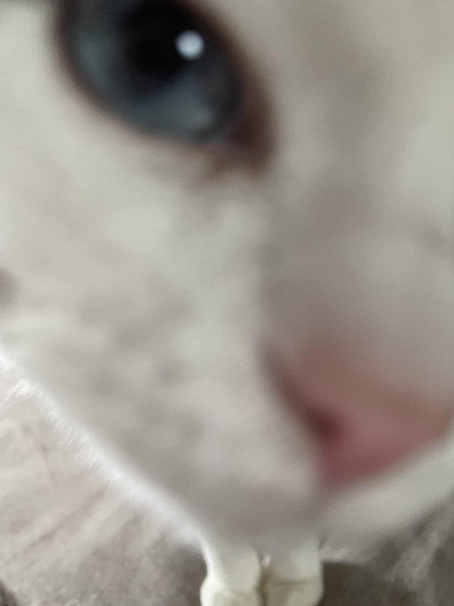 puqupxx's tweet photo. 巨頭オッハ https://t.co/HIZDnqErdD