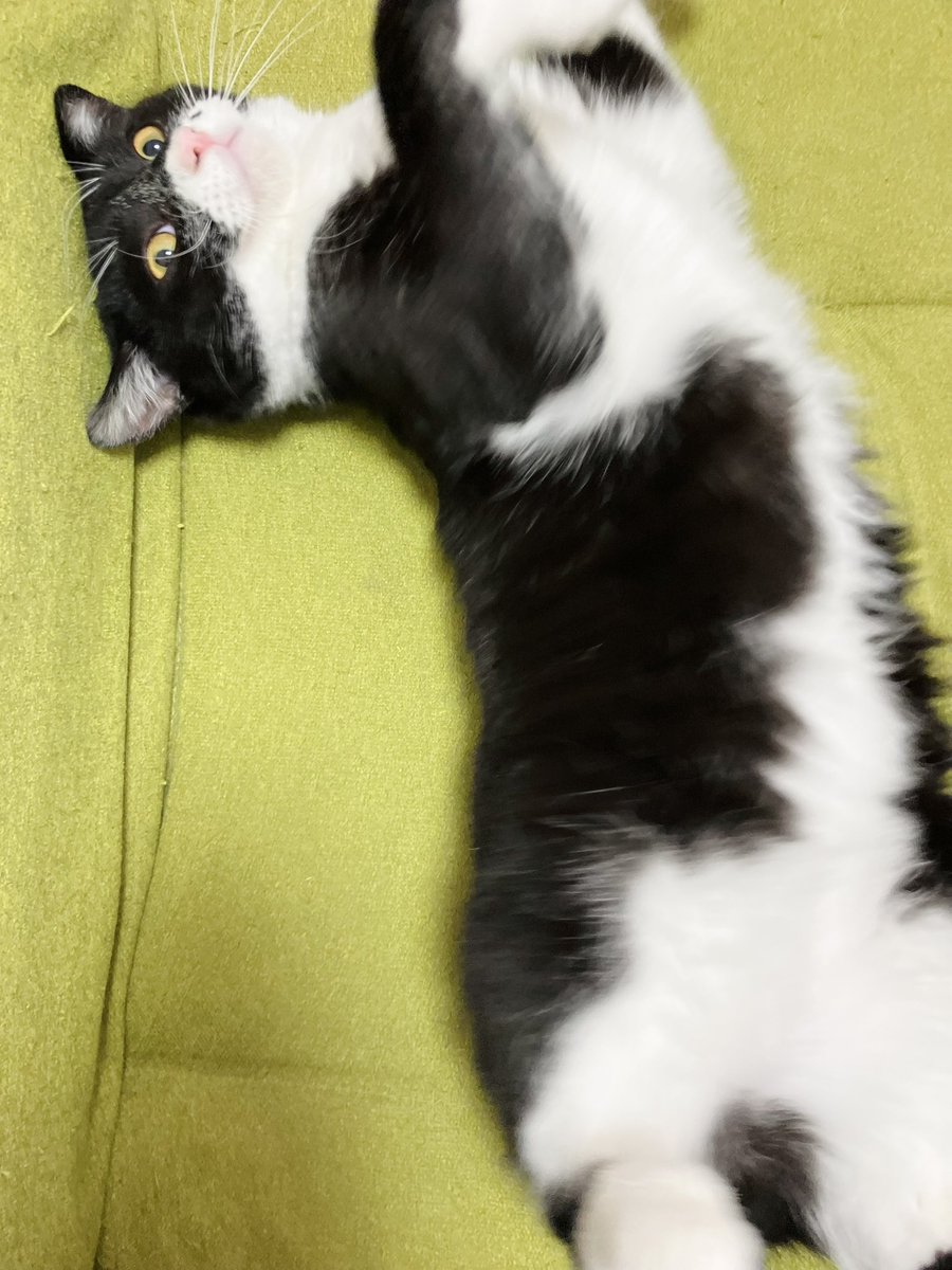 suio0's tweet photo. 実家の猫撫でてたら、どてっとして長ーーーい…
お付き合い。京都銀行。

ってなって京都銀行ちゃん、て呼んじゃう
謎

とりあえずかわゆい🫶
（大阪では今もCM流れてるのかな） https://t.co/IlahFMLb5T
