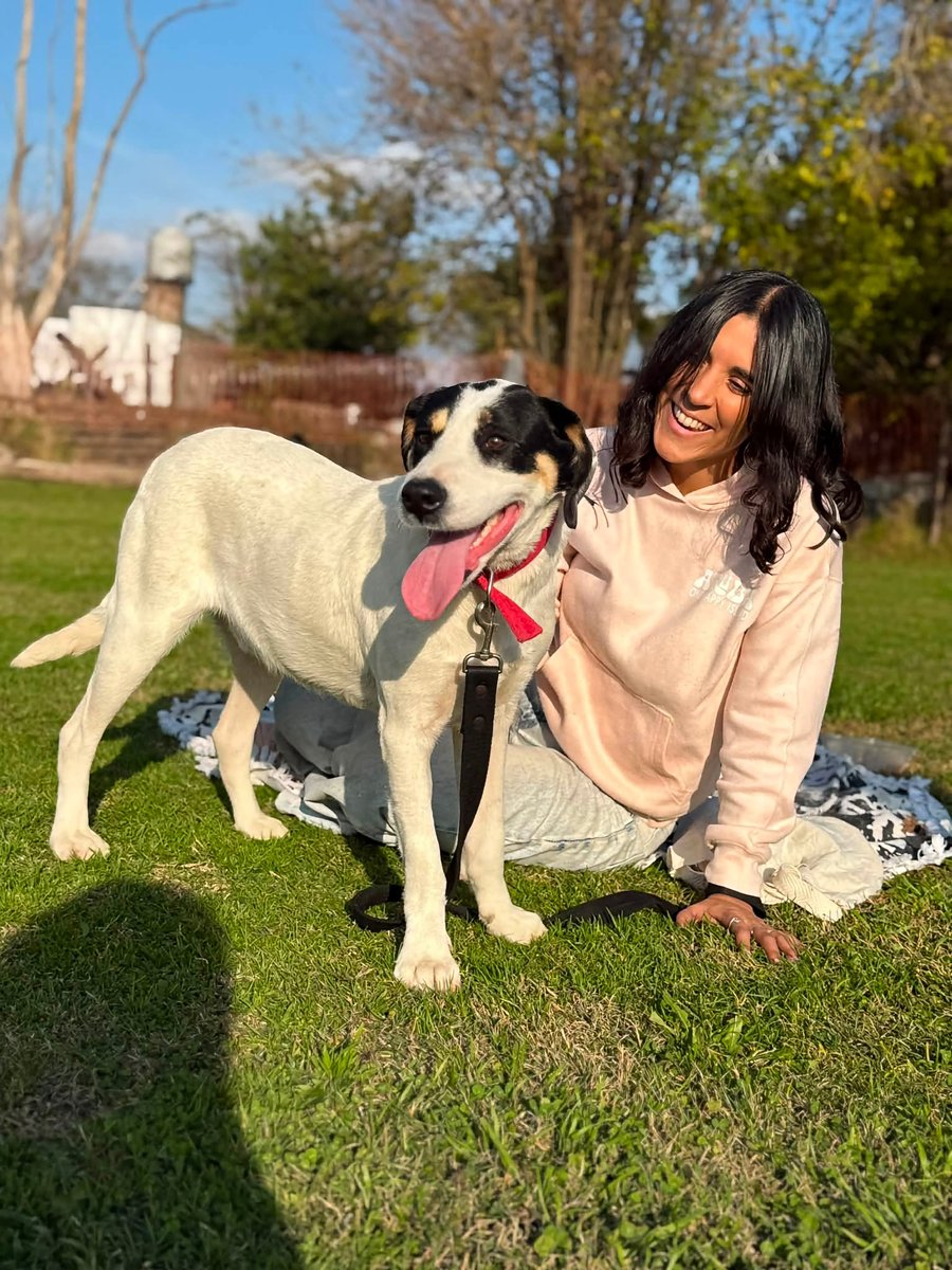 elcampito's tweet photo. 😍 Miren a ROQUE! 😍 
Un gordito, abrazable, suavecito, hermoso, joven, que está listísimo para ir a un hogar donde lo amen para siempre, como todo perrito se merece! 

Enamorate de este camperito y escribinos! 👉🏻 adoptantesdelcampito@gmail.com https://t.co/yOQMwdq2YD