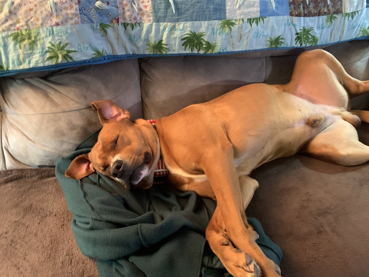 deadreaperdaddy's tweet photo. if anyone steals these pics of my dog without creds i will kill you he is literally my baby boy - anyway look at my sweet baby boy and his big ass head 🥰 https://t.co/7EDAG3Jcpw