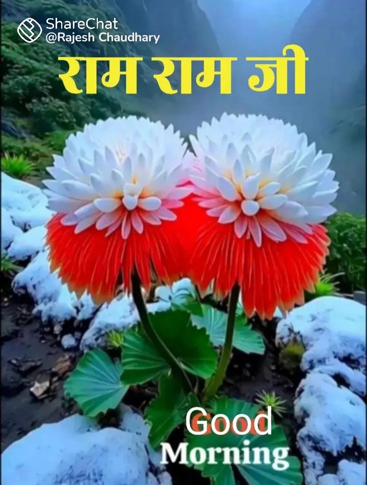 somaniR2's tweet photo. 🙏🙏🌸🌸राम राम जी राम राम सा 🌹सुप्रभात 🌸🙏🙏 https://t.co/PGoh8IKQUq