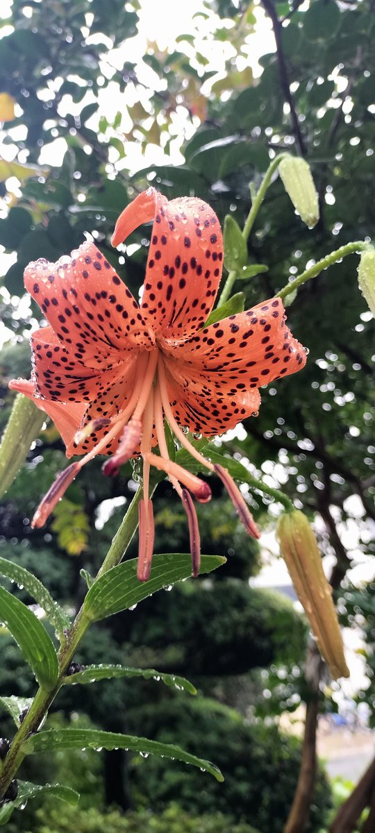 hujodus's tweet photo. ユリの花が咲きました
午前中は雨予報です🌧️

#庭の花 https://t.co/eTLVJ7jp9k