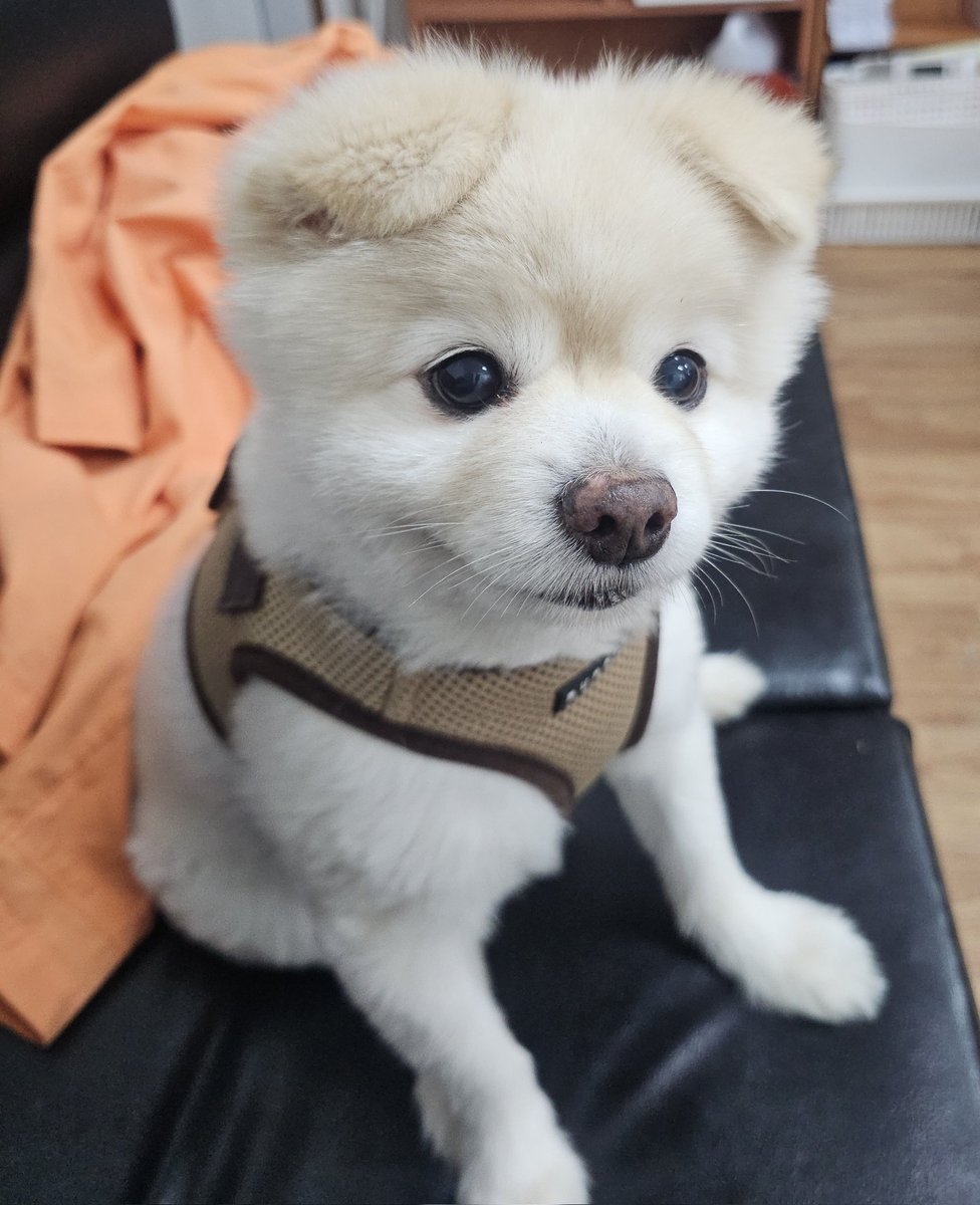 SSALBAB_RICEMI's tweet photo. 블루베리 기대하는 눈 https://t.co/nR2B7Has6A