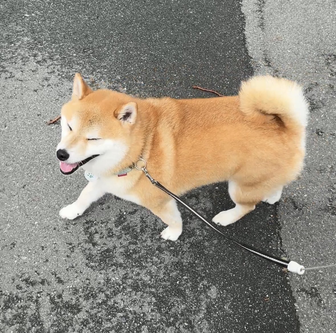 soramame_inu's tweet photo. 「ローソン」と言うとすぐに道案内する🐕
(ローソン行くとおやつがもらえる) https://t.co/nsPImyZREQ