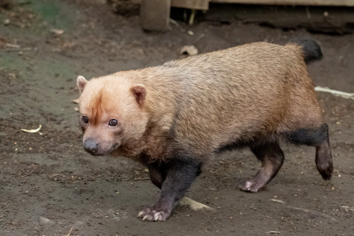 yabuyabubushdog's tweet photo. ずんぐりむっくりの姿が愛くるしい

＃ヤブイヌ ＃bushdog ＃ズーラシア https://t.co/3NBjS6Tsbn