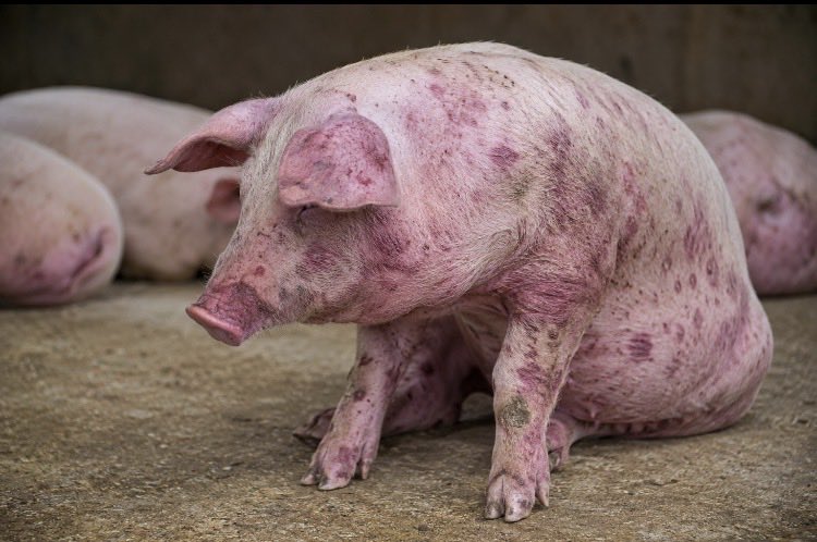 kunmigbenga's tweet photo. ⚠️ ASF (African Swine Fever) Awareness for Pig Farmers

There are rumours that ASF may be circulating again. Whether confirmed in your area or not, this is the time to tighten biosecurity..not panic.  

Protect your farm:
• Restrict unnecessary visitors into your farm...your farm is not a zoo.
• Disinfect footwear, vehicles, and equipment before entry.
• Quarantine newly purchased pigs for at least 30 days.
• Never feed untreated swill or kitchen waste.
• Isolate any sick pigs immediately.
• Dispose of carcasses safely…never sell or butcher sick pigs.

Remember: ASF is not a human disease, but it is highly contagious and can wipe out an entire pig herd, causing devastating economic losses.  

ASF has no cure and no vaccine in routine use. Prevention is your best defense.

Just One infected pig can put an entire farm at risk. 

Biosecurity is cheaper than an outbreak. Stay alert, not alarmed…     Retweet to help save someone’s investment. A little awareness can prevent a huge loss.