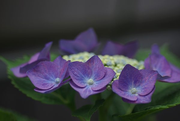 roo_ly's tweet photo. 🌸紫陽花🌸　「ガクアジサイ」と「おたふく」 https://t.co/SveebMdMfD