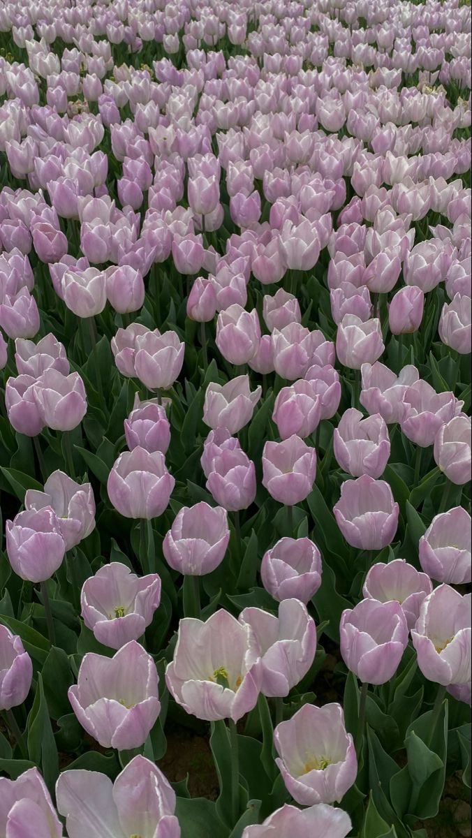 _Naturaee's tweet photo. purple tulips 🌷 https://t.co/23Q8AzoaO6