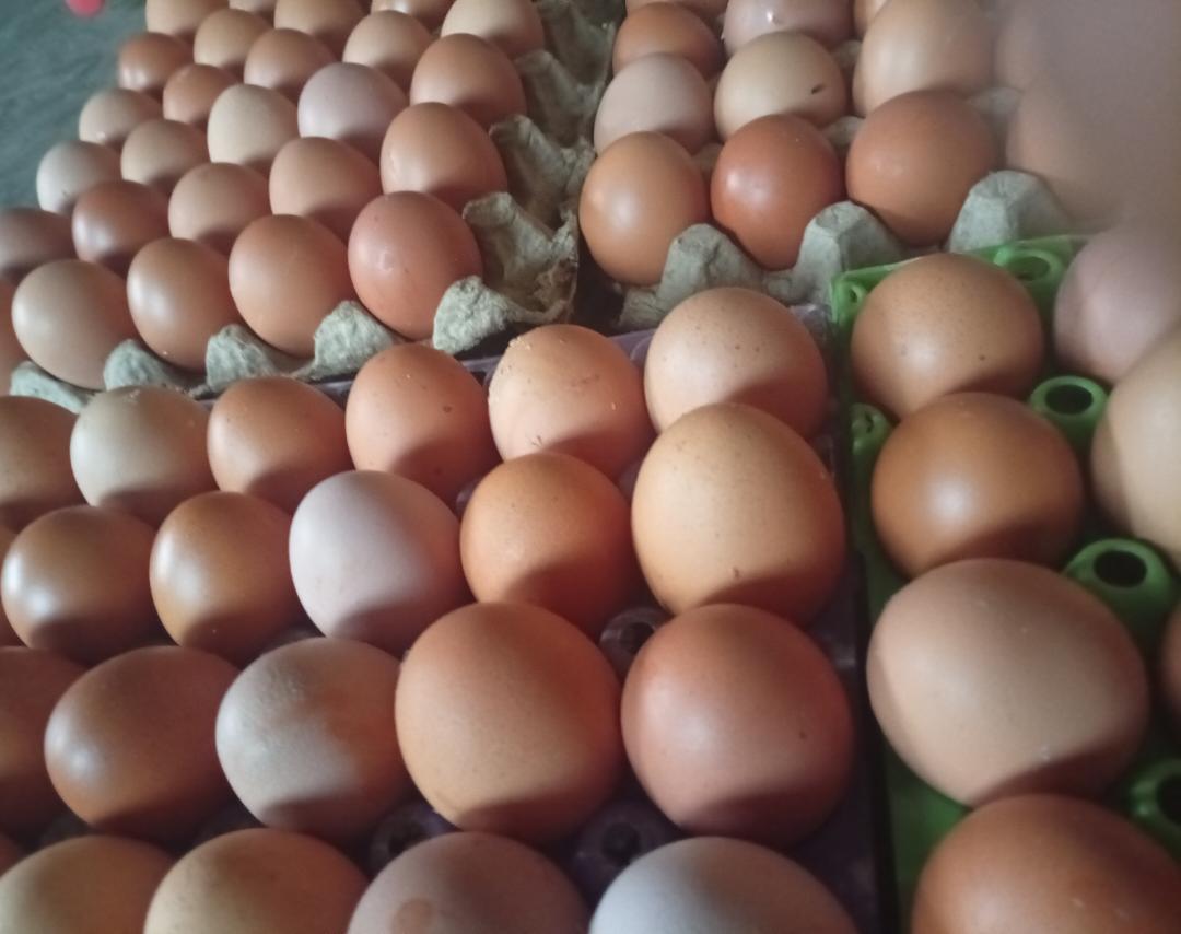 ChioyeSunday's tweet photo. To everyone whom God has used in bringing customers daily to my B2EGGS Products, I am grateful!
Almighty God bless you all. https://t.co/EmyvxN1sVV