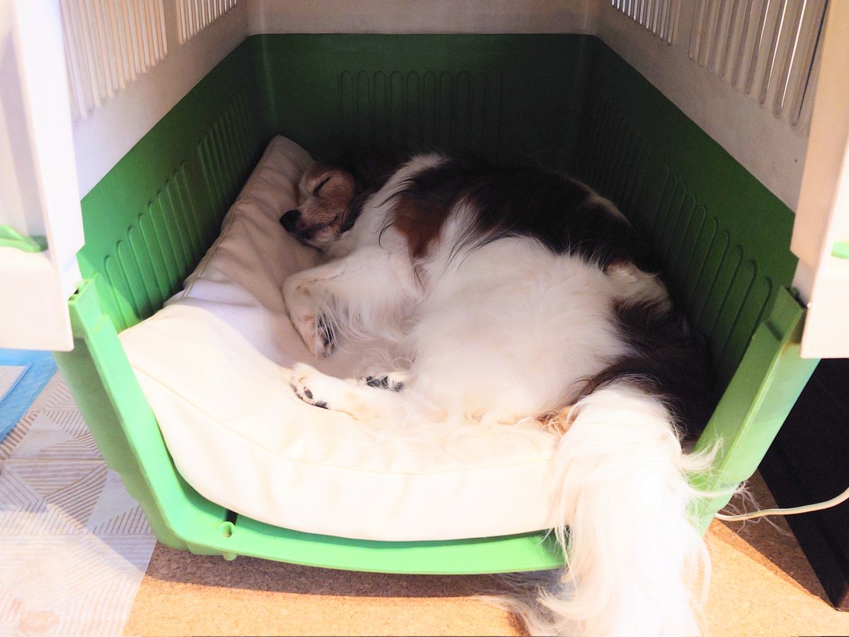 namihei1101's tweet photo. 女の子🐶の粗相が増えてきたので介護用ベッドを投入✨
・中身がポリっぽい素材　さっと水洗い出来てすぐ乾くのでお世話人のストレス激減
・通気性良し
・高反発素材で沈み込まないのも良さそう
肝心の犬はどう思ってるのかわからんけど普通にねんねしてるので悪くはないのかなー( ˘ω˘)ｽﾔｧ https://t.co/Eak3NQKTXB