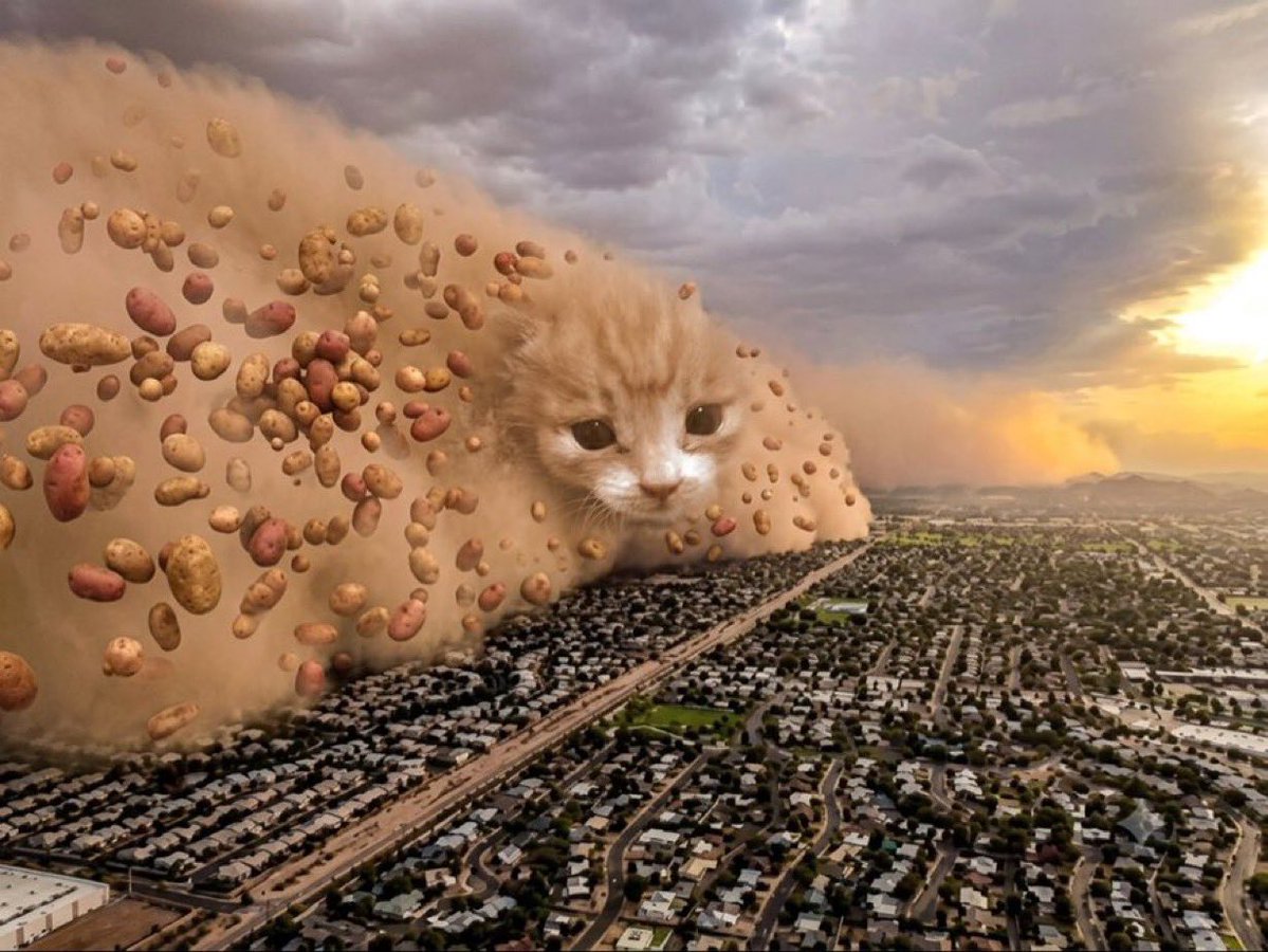 PotatoOnPF's tweet photo. Step aside, $Potato about to dominate https://t.co/rT35eb1Oqg
