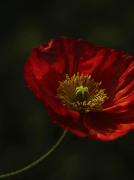 pettore's tweet photo. Born this day 2nd. July 1919.

PO.Richard Malzard Hogg.
One of THE FEW.
https://t.co/33qfFrbjTI

He was shot down in his Spitfire and killed in combat over the Channel.
Age 21. https://t.co/olAOPG5DYg