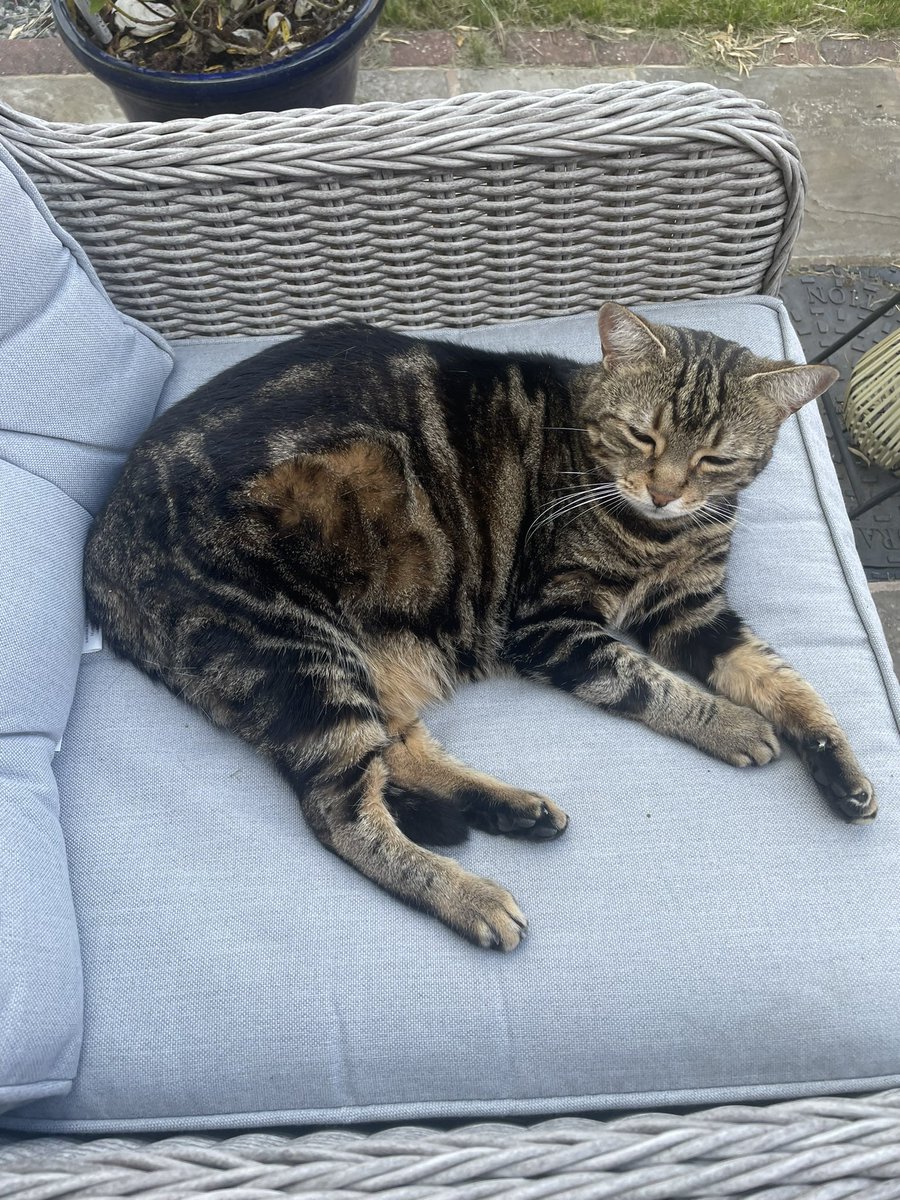 SoxandD's tweet photo. Happy #throwbackthursday love  from Angel Daisy 🌼 😇 
much loved and missed…. 😽❤️😿💐🌹

#catsoftwitter #catsofX #hedgewatch 
#thursday #remember #love #cats https://t.co/VYAwnGQh2n