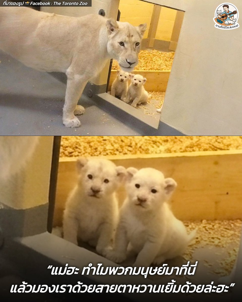AnimalFW_TH's tweet photo. แม่สิงโตขาวในสวนสัตว์แคนาดาให้กำเนิดลูกน้อยออกมา 4 ตัว ซึ่งแต่ละตัวดูเหมือนก้อนสำลีฟูๆ ที่เพิ่งตื่นนอน ด้วยความน่ารักนี่ทำเอาผู้คนแห่กันมาดู บางคนถึงกับบอกว่า “ช่างเป็นก้อนสำลีที่น่าดูดซะจริงๆ” 🫣😣🫠
(มีรูปเพิ่มเติมของน้อง)
พามาย้อนชมความน่ารักแบบตะโกนของครอบครัว "สิงโตขาว" จากสวนสัตว์โทรอนโต (The Toronto Zoo) ฮะ ในภาพนี้คือคุณแม่สิงโตชื่อ Makali กับลูกๆ วัย 5 สัปดาห์ เกิดเมื่อช่วงปลายเดือนกันยายน ปี 2015 ที่กำลังทำหน้างงๆ ปนสงสัยว่ามนุษย์ที่อยู่หลังกระจกมายืนจ้องอะไรกันตาเป็นมัน 😳

เห็นขนสีขาวจั๊วะน่ากอดแบบนี้ หลายคนอาจจะเข้าใจผิดคิดว่าเป็นภาวะผิวเผือก (Albino) แต่จริงๆ แล้ว สีขนที่สวยงามและแปลกตานี้เกิดจาก "ยีนด้อย" ที่ทำให้ขนเป็นสีงาช้าง ในขณะที่ดวงตายังคงเป็นสีปกติ เช่น สีฟ้า สีเทา หรือสีทอง 😖

ปัจจุบันสิงโตขาวถือเป็นสัตว์ที่หาดูได้ยากมากๆ และอยู่ในสถานะใกล้สูญพันธุ์อย่างยิ่ง โดยประชากรในป่าธรรมชาติอย่างเขตอนุรักษ์ Timbavati มีเหลือเพียงประมาณ 100 ตัวเท่านั้นฮะ 

คุณแม่ Makali ดูแลลูกๆ ทั้ง 4 ตัว อย่างใกล้ชิดมากๆ ทั้งคอยเลียทำความสะอาดขน ให้เพื่อสร้างความผูกพันและลดความเครียด แถมช่วงที่ต้องให้นมลูก ยังต้องกินอาหารเพิ่มขึ้นถึงสองเท่าจากปกติ เพื่อให้มีพลังงานเพียงพอในการเลี้ยงดู เจ้าเด็กพวกนี้อีกด้วย 

บ้านใครเคยมีน้องหมาหรือน้องแมว คลอดลูกออกมาเป็นเจ้าก้อนสำลีแบบนี้บ้างฮะ เอามาอวดแอดเพาและเพื่อนๆ ดูหน่อย 🤣🤣🤣￼

เรียบเรียง 🖋️ แอดเพา
ที่มาของรูป 📸 Facebook : The Toronto Zoo
#แมว #หมา #ทาสแมว #อาณาจักรสัตว์โลก #ตามติดชีวิตAnimal
