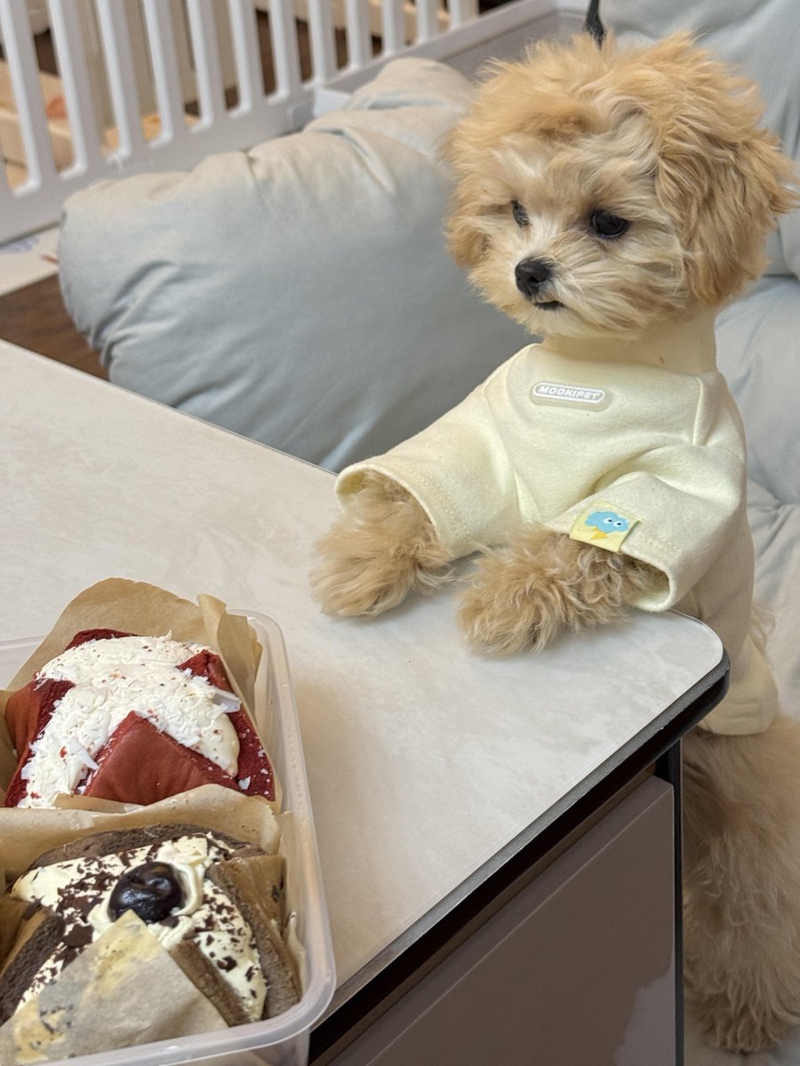 Soul_2Za's tweet photo. 犬って、結局自分の子どもと何が違うんだろう！！本当に可愛すぎて、小さな人間みたいだよね。 https://t.co/txnku1x5ZS