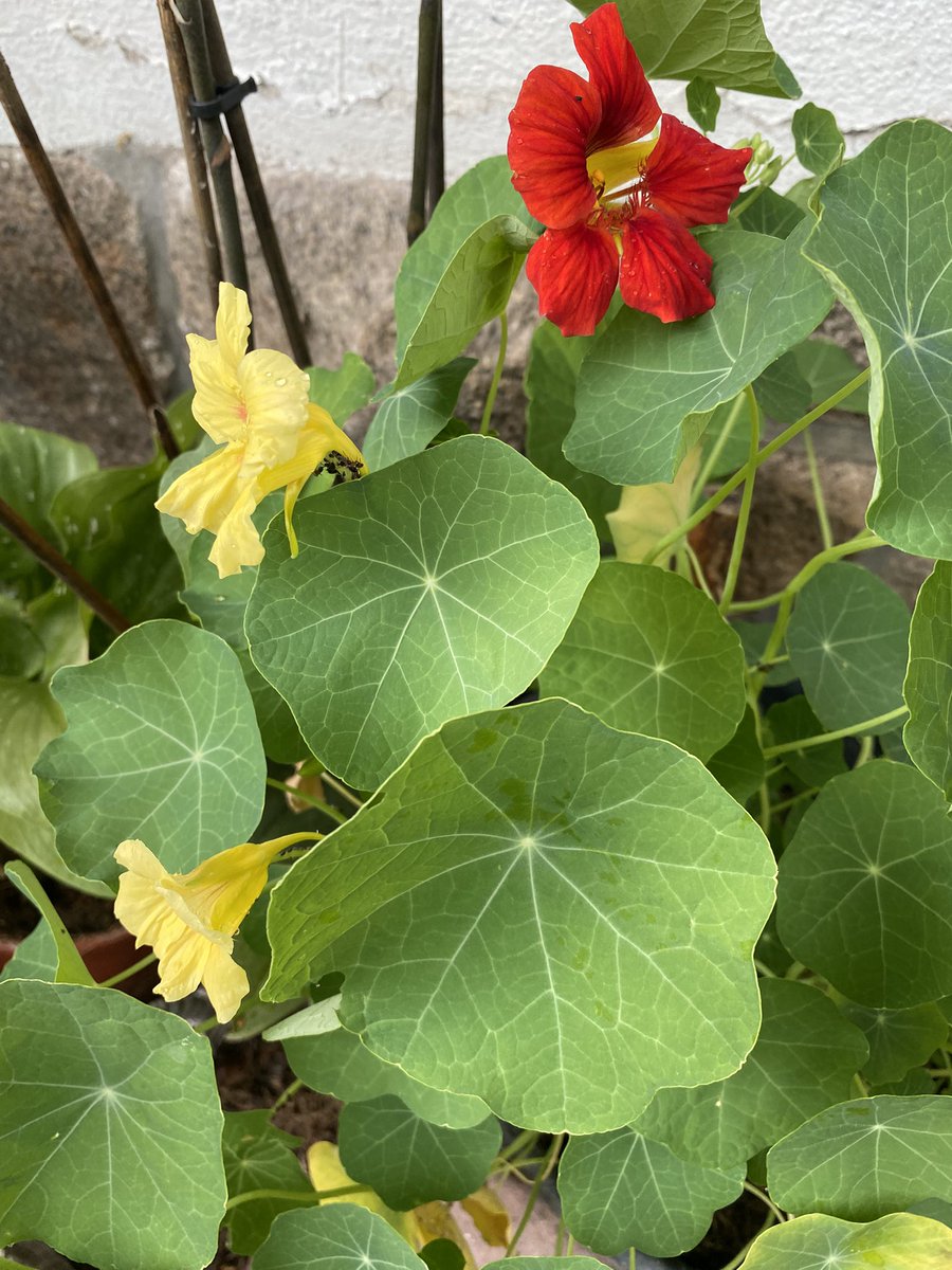 Brigitt01214804's tweet photo. Guten Morgen, liebe Leute! Schönen Tag , Euch ! Heute Zwickau! Na , ihr wisst schon! Melde mich später!🙋‍♀️❤️💚 https://t.co/yG2j2cDIRr