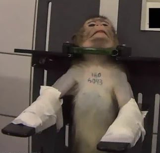 Son_of_Space's tweet photo. Once the decision is made that some lives are worthless, that violence &amp; death may be inflicted upon them with impunity, the course is set not only for vicious, merciless treatment of animal individuals, but also for dehumanisation &amp; violent societies. 

We are @PoliAnimalClass https://t.co/RTeb59uqbi
