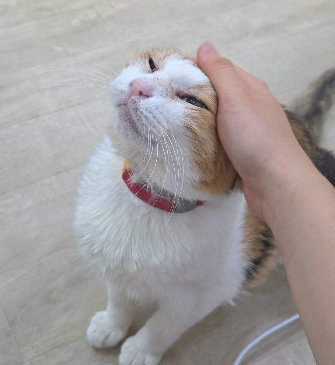 8ja_ddabong's tweet photo. 행복공쥬가 되 https://t.co/9HmYwFFGsz
