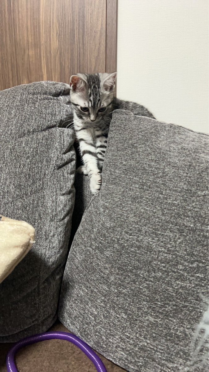 _imzm's tweet photo. 冷静にかわいすぎるよぉ
ととくん🐈⸒⸒⸒⸒ https://t.co/lHE05Ncqjd