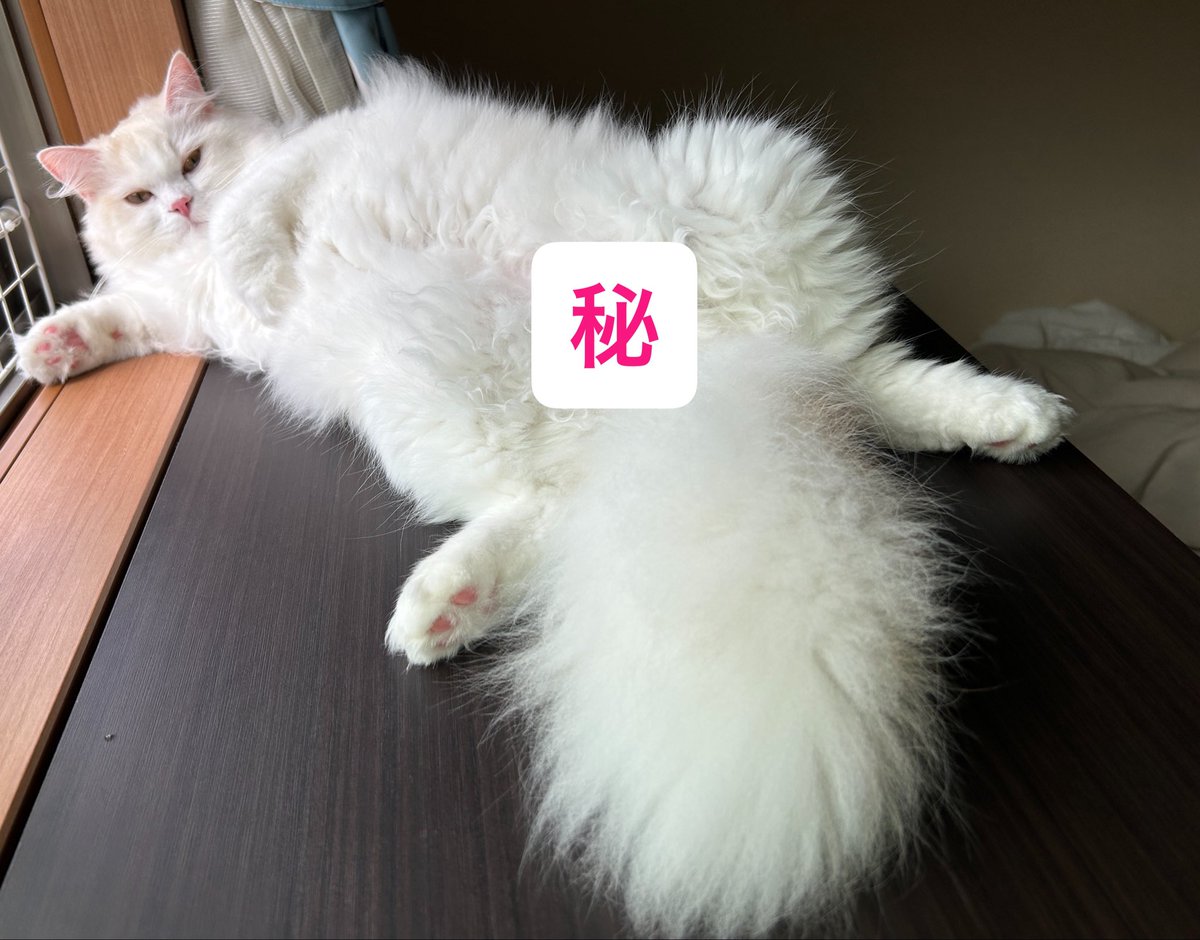 miruchi928's tweet photo. 新入りらむねが来て5日目。朝フェンスみるちがグイッと開けちゃって、気がつくと2人でリビングを散策していた…！静かすぎて気付かず…！
お部屋が気になるらむちと、らむちが気になるみるちって感じだったけどまだまだ隔離生活。
写真はすっかりくつろぐみるち。リビングでも普通に過ごせてるよ。 https://t.co/owKrY7DWZu
