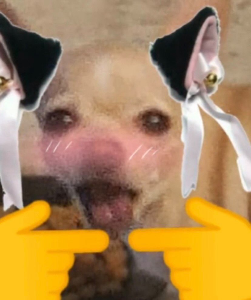 annkittyexe's tweet photo. En el puesto 5 tenemos a coco (mascota de @tamtamsie ) NTA PINCHE COCO EN EL 2021 PONÍA UNAS CARAS BIEN CHISTOSAS #cocolover https://t.co/7s9UCplYv4