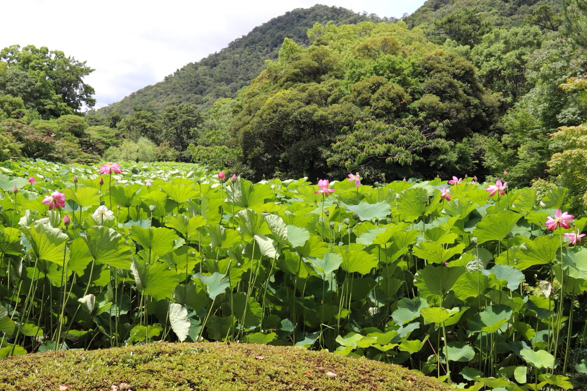 ritsuringarden's tweet photo. 【令和8年7月2日】
珍しいツートンカラーのハスを見つけました。
まだ、つぼみです。
これから見頃を迎えそうです。 https://t.co/fzI3XjRBGj