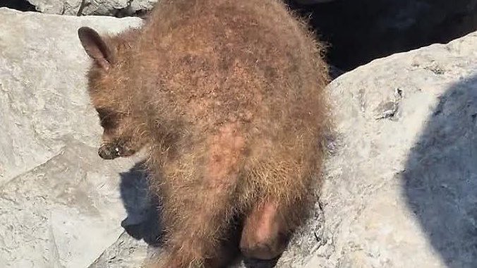 YoAmoaLaCiencia's tweet photo. ¿Están eliminando a los mapaches de una playa de Tamaulipas?: de 200 solo quedan 50

La colonia de mapaches de Playa Miramar, Tamaulipas, perdió más de 150 de sus integrantes, pero el morenista Erasmo González Robledo presidente municipal de Ciudad Madero se ha negado a informar lo que les pasó.

El caso ya fue denunciado ante PROFEPA por el  Patronato de Protección y Preservación Mapache Miramar, con el respaldo de más de 3 mil 500 firmas de ciudadanos para que se investigue qué ocurrió con esta población silvestre.

El 15 de julio de 2025 documentamos que mataron a un mapache a golpes  tras intentar robar dos bolillos. 

Señalamos que ese hecho era consecuencia de la ausencia de protocolos para proteger a una colonia silvestre obligada a convivir diariamente con miles de turistas. 

También solicitamos que PROFEPA realizara un censo, evaluara el estado de la población y elaborara un plan de manejo para evitar que este tipo de hechos se repitieran.

El 11 de enero del 2026, se registraron varios ejemplares con sarna, una enfermedad progresiva que requiere atención veterinaria.

A pesar de que los mapaches dependían de la basura y de frituras proporcionada por los turistas para sobrevivir, Erasmo González continuaba sin ofrecer una solución para el bienestar de estos animales.

También señalamos que no existía información pública sobre un censo, una evaluación sanitaria o un plan de manejo en coordinación con la PROFEPA que dirige Mariana Boy.

La vulnerabilidad de esta colonia ya había sido documentada por investigadores de la Universidad Autónoma de Tamaulipas, quienes explican que el crecimiento urbano y el desarrollo turístico desplazaron a los mapaches hacia las escolleras, incrementando su dependencia de la actividad humana y los riesgos asociados a enfermedades, alimentación inadecuada y conflictos con visitantes. 

Los ciudadanos exigen la revisión de las cámaras del C5 para determinar si existieron movimientos de los animales o posibles extracciones de ejemplares durante la noche.

Ya que no se encuentran a los mapaches muertos.

¿Cuál será la autoridad que responda qué pasó con estos animales?

 ¿Mariana Boy ya coordinará acciones con el gobierno de Erasmo González?