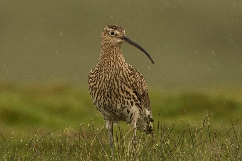 MoorlandAssoc's tweet photo. 🪶 Twice as many curlews. Same bog. The difference was management.

A survey of Upper Teesdale found roughly four breeding pairs of curlew per square kilometre on blanket bog managed by burning or cutting — against fewer than two on bog left alone.

That managed ground punched above its weight: 23% of the dale's curlews on 21% of the land, while unmanaged bog held just 8%.

And this isn't a marginal population. Upper Teesdale holds 1,764 breeding pairs — close to 3% of the UK total — and has stayed essentially flat for a decade while curlews fell by half across Britain.

The burning and cutting here is done by gamekeepers managing the moor for red grouse. A globally near-threatened wader is thriving on the back of it.

Read more — link in replies 👇