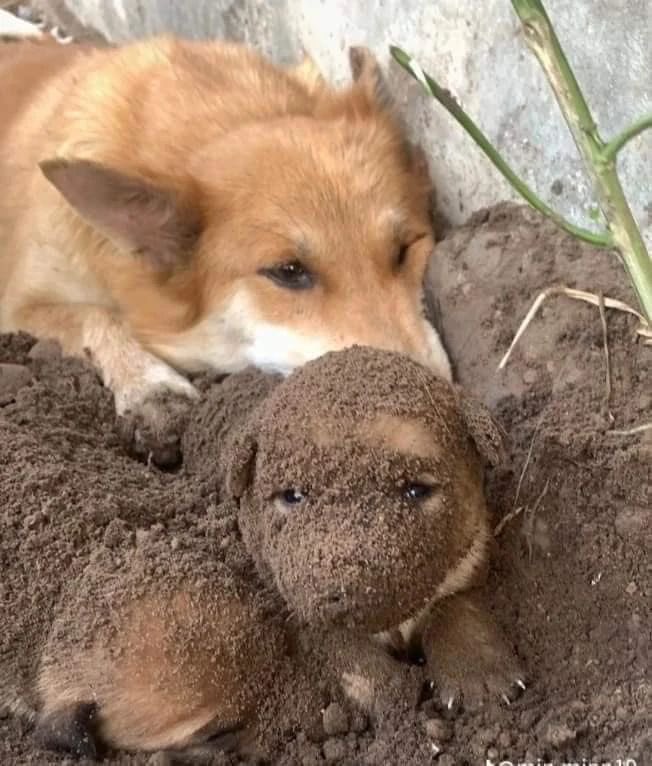 twaniimals's tweet photo. https://t.co/pZ2Z4w74GC