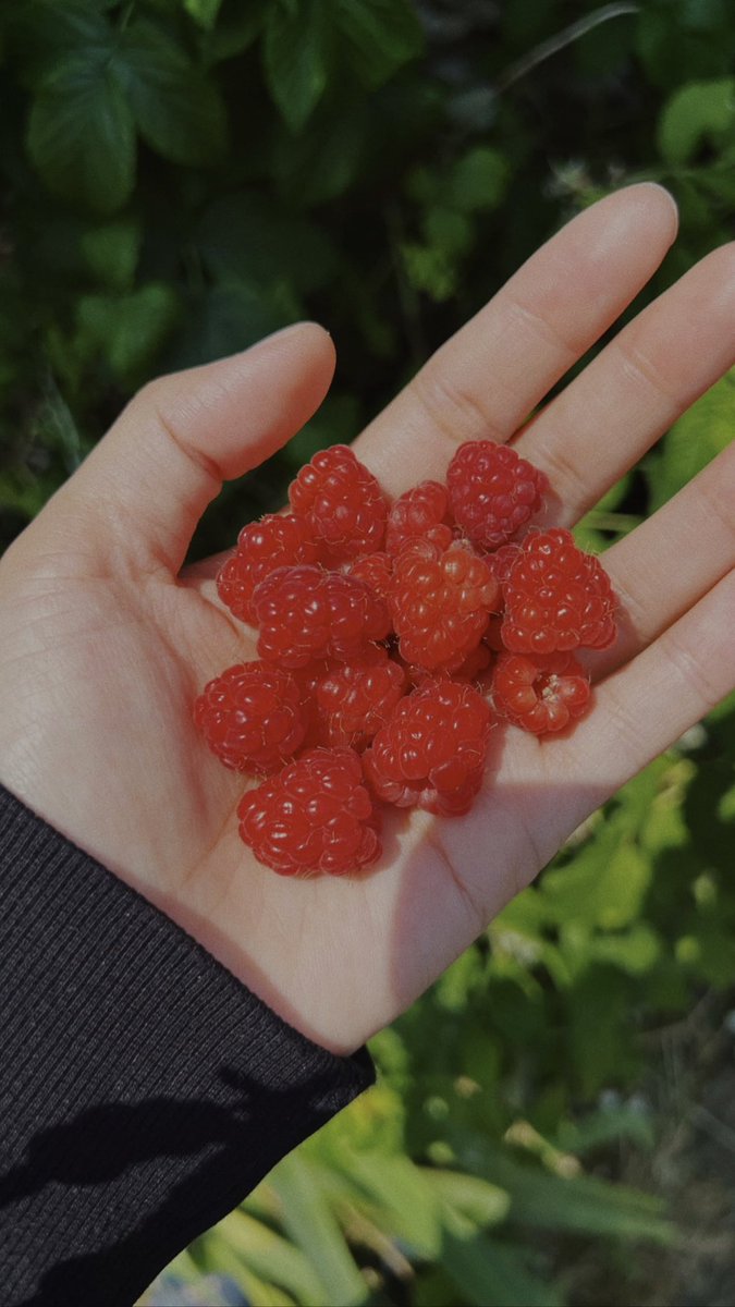 bobibunn's tweet photo. อยากกินราสเบอร์รี่ก็แค่เดินไปสวนหลังบ้าน 🍒🍓🍎 https://t.co/ftxQyhsvxi