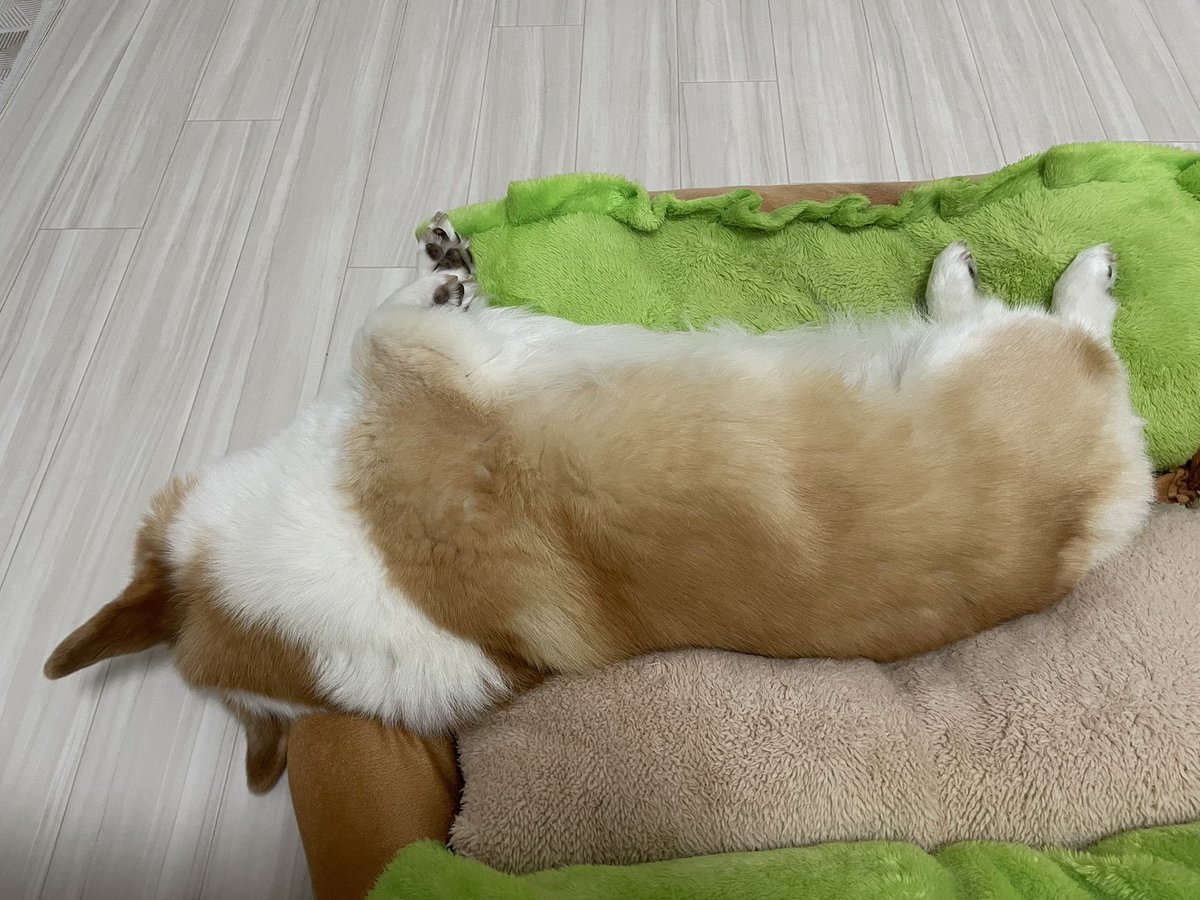 pejesapo's tweet photo. おひるねモモちゃん。あんよ、短いねえ。かわいいねえ。 https://t.co/vOxi0VMuYu