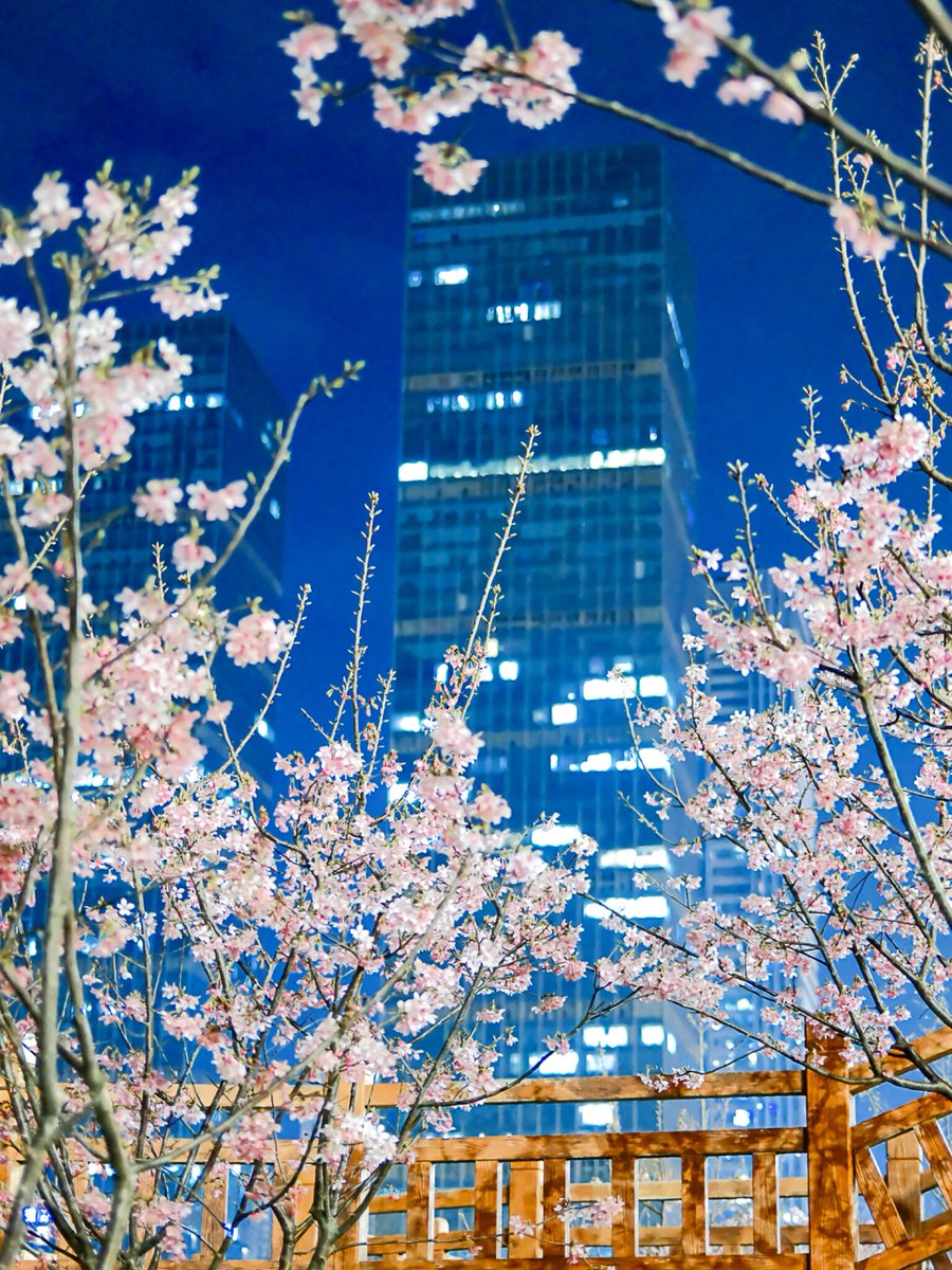 LikeClackw0rk's tweet photo. Just wrapped up a 2-hour morning walk around the downtown park! Cool breeze, blooming cherry blossoms and a few furry friends made my day https://t.co/VvvcGWRNce