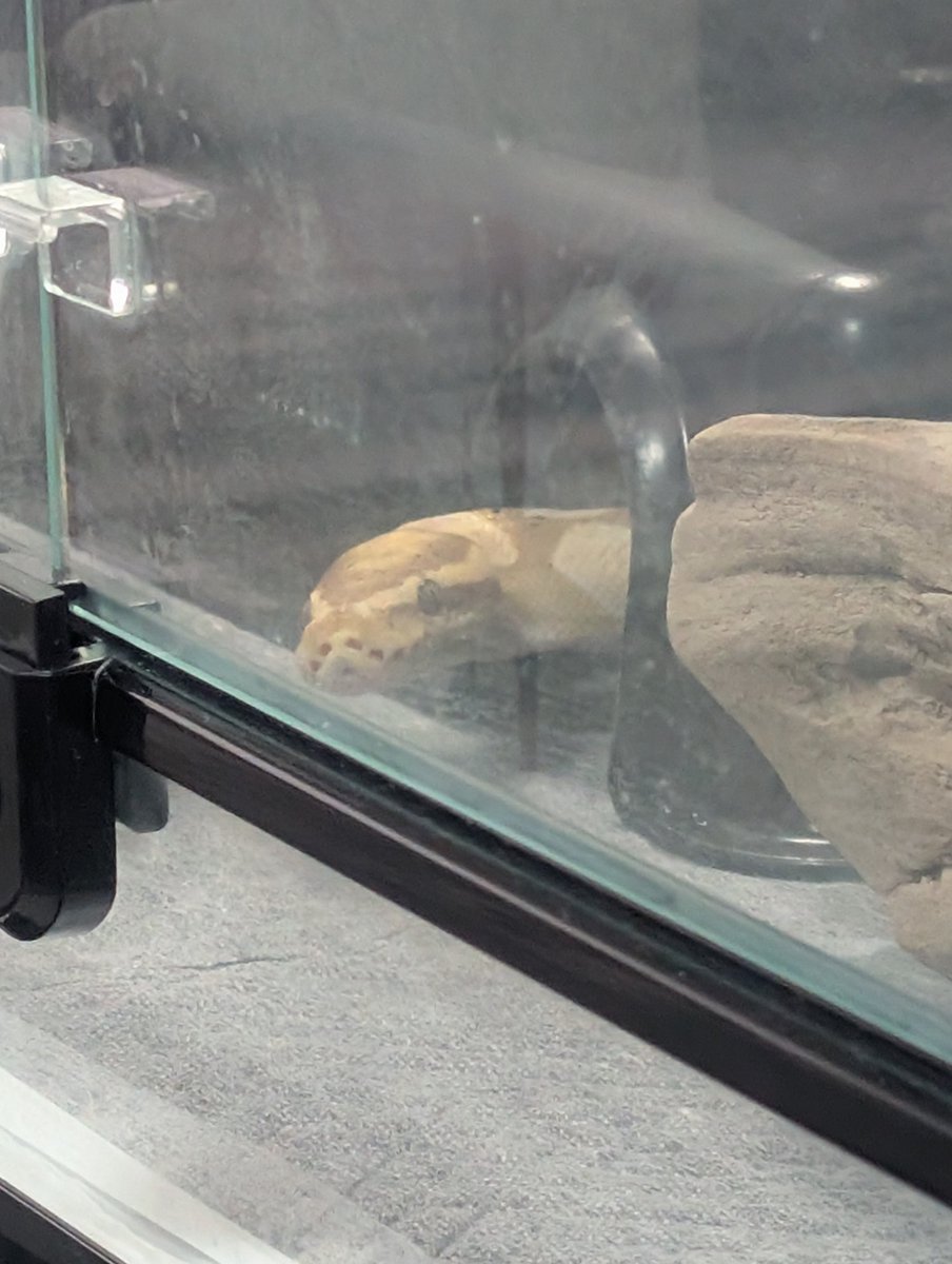 velocy_snaking's tweet photo. 777日目
ラッキーセブンだから？
ニョキっとお隣覗き込むレアポーズ https://t.co/K02lGBJ8rL