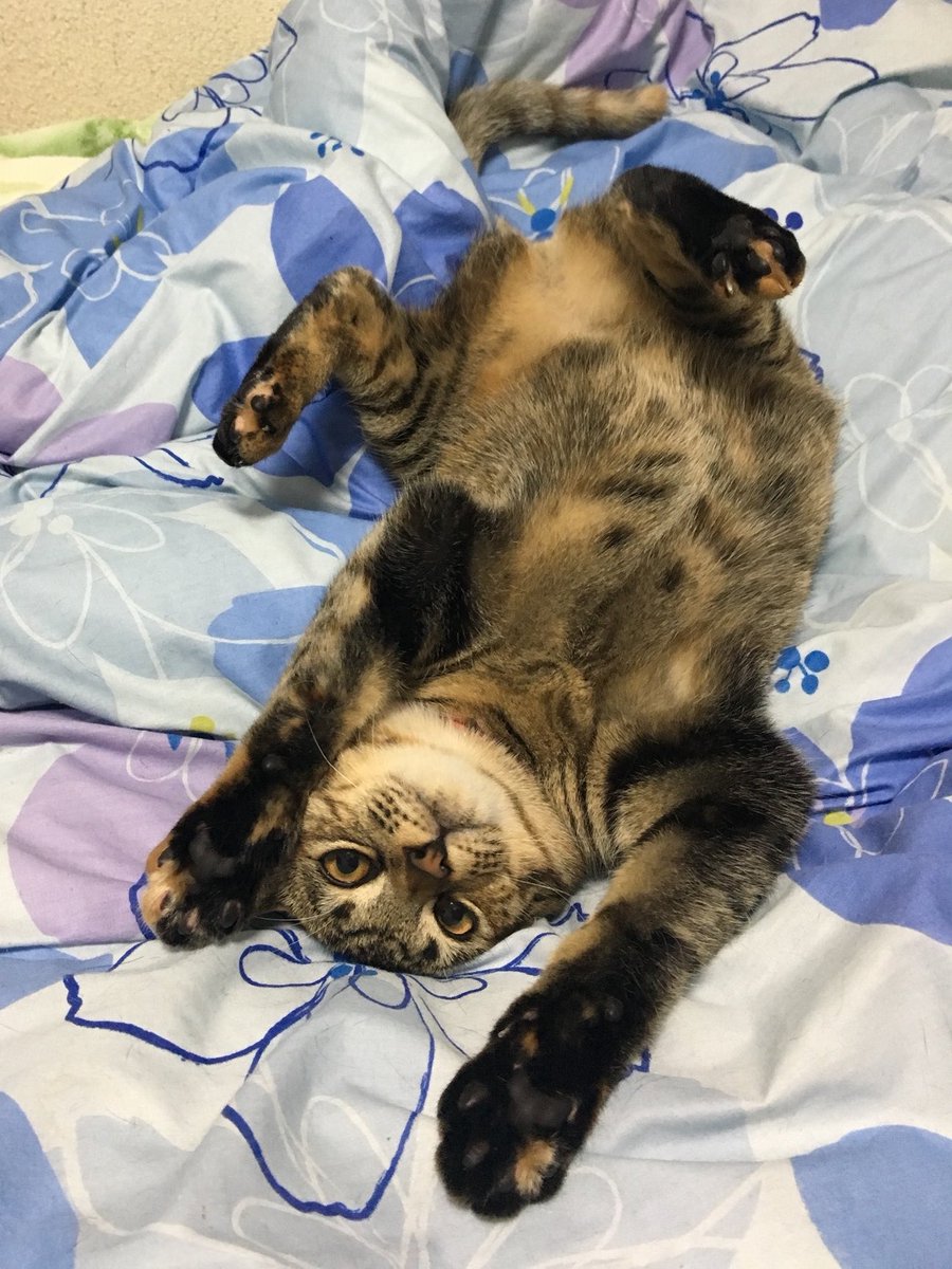 robinyan_don's tweet photo. パチンコで負けても家帰れば猫いるし
仕事で疲れて帰っても猫が癒してくれるし
友達いなくても猫が遊んでくれるし

ほとんどのこと猫がいるからで解決するのすごい https://t.co/teyTtVminA